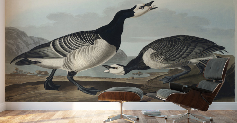 Barnacle Goose Wall Murals