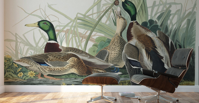 Mallard Duck Wall Murals
