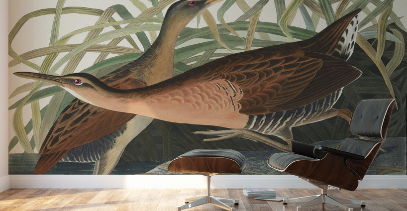 Fresh Water Marsh Hen Wall Murals
