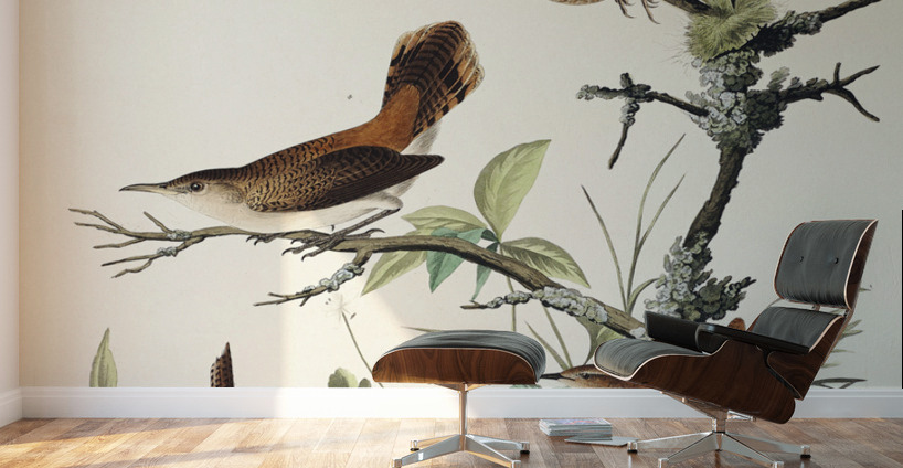Winter Wren and Rock Wren Wall Murals