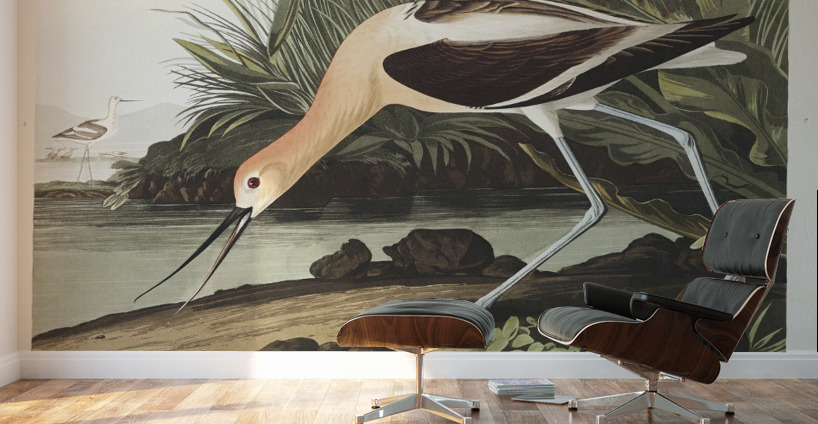 American Avocet Wall Murals