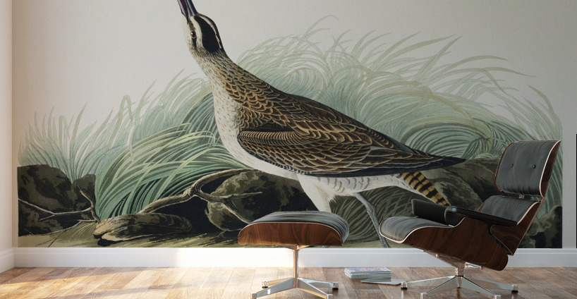 Hudsonian Curlew Wall Murals