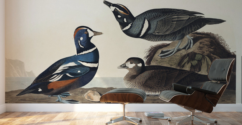 Harlequin Duck Wall Murals