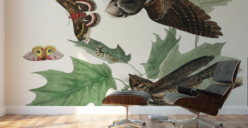 Whip-poor-will Wall Murals