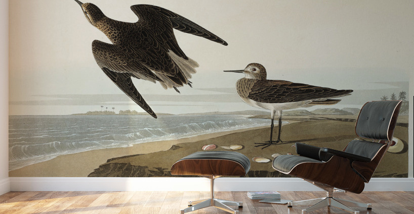 Purple Finch Wall Murals