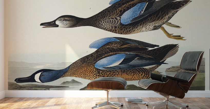 Blue-Winged Teal Wall Murals