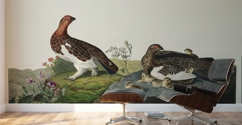 Willow Grouse or Large Ptarmigan Wall Murals