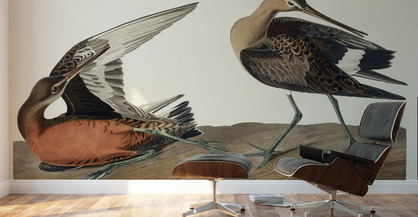 Hudsonian Godwit Wall Murals