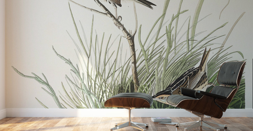 Sharp-tailed Finch Wall Murals