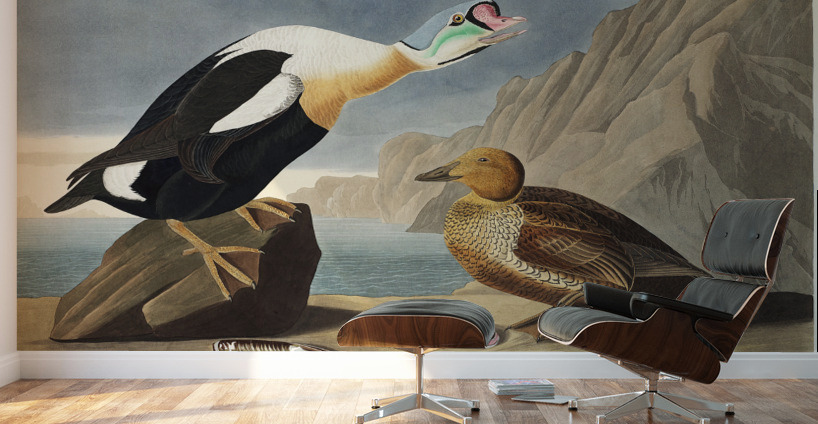 King Duck Wall Murals