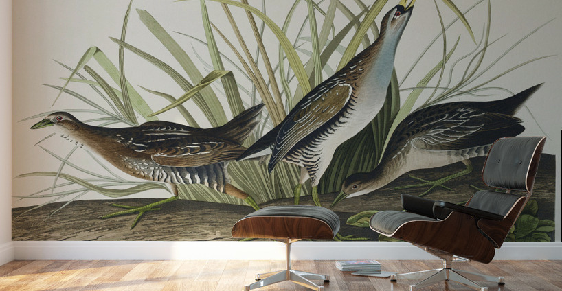 Sora or Rail Wall Murals