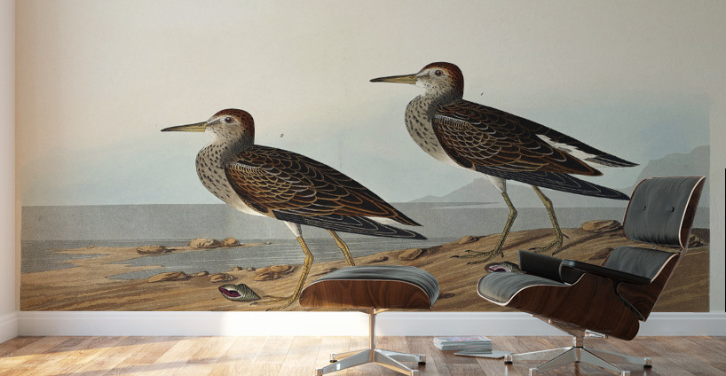 Pectoral Sandpiper Wall Murals