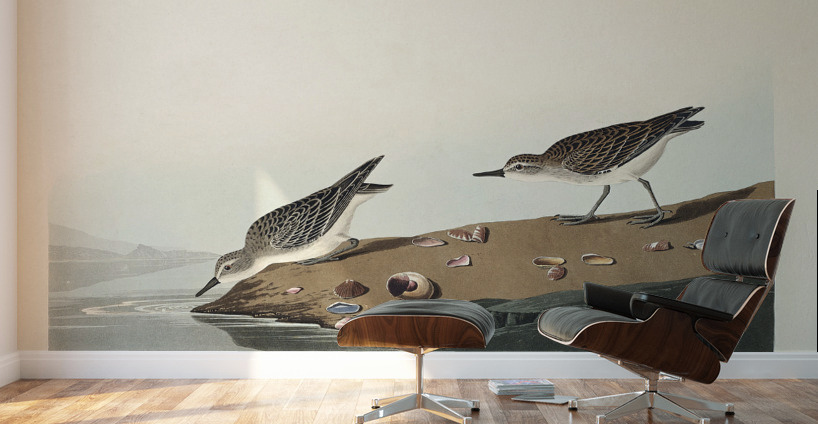 Semipalmated Sandpiper Wall Murals