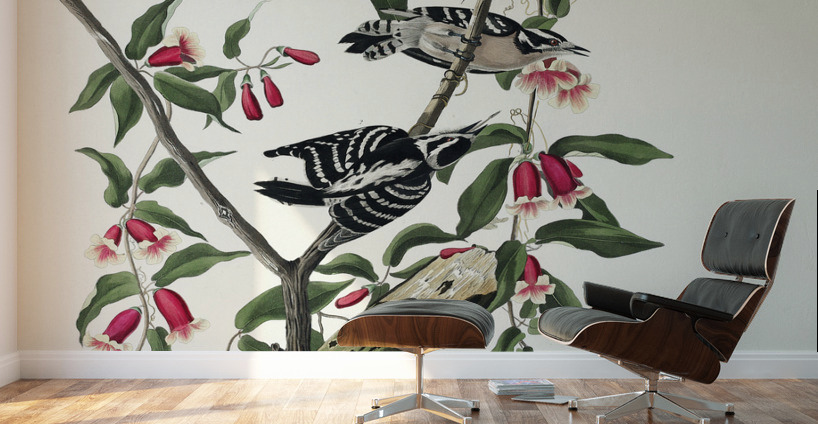 Downy Woodpecker Wall Murals