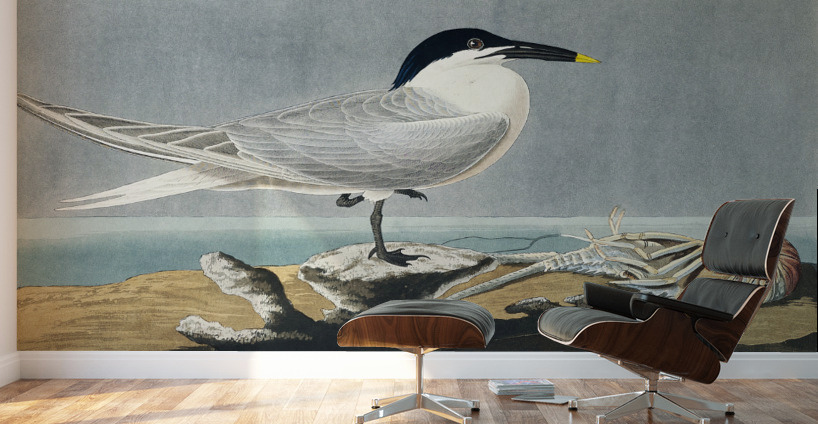 Sandwich Tern Wall Murals