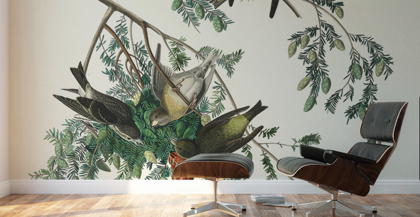 American Crossbill Wall Murals