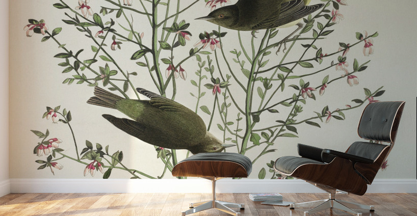 Orange-crowned Warbler Wall Murals