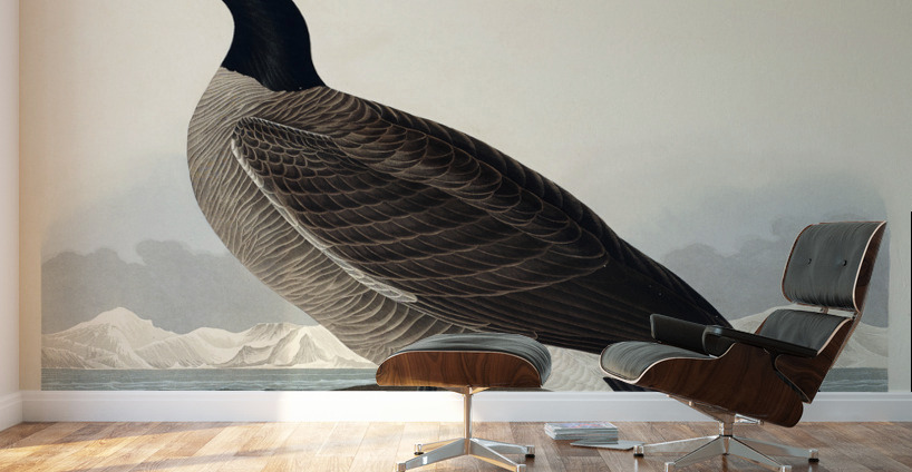 Hutchinss Barnacle Goose Wall Murals