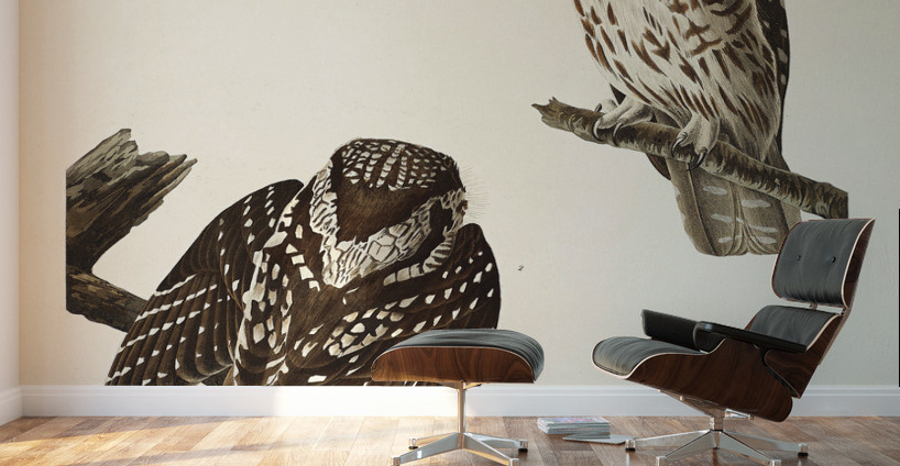 Tengmalms Owl Wall Murals