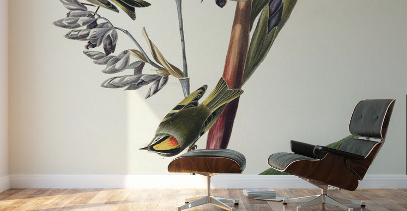 American Golden crested-Wren Wall Murals