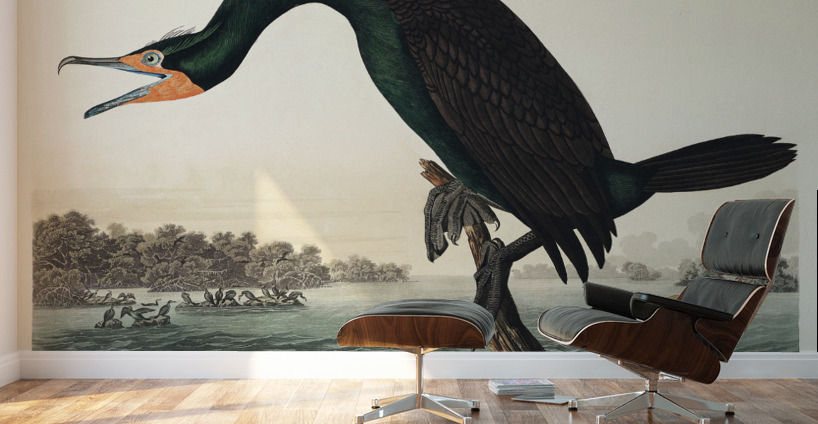 Florida Cormorant Wall Murals