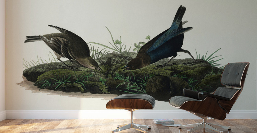 Cow-pen Bird Wall Murals
