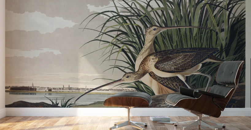 Long-billed Curlew Wall Murals