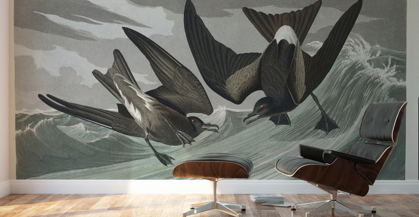 Fork-tailed Petrel Wall Murals