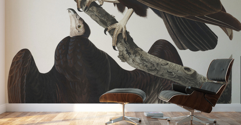 Turkey Buzzard Wall Murals