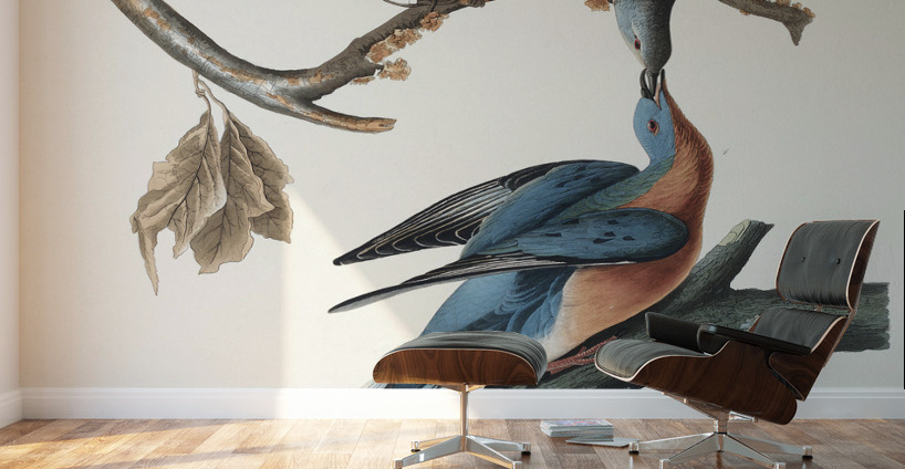 Passenger Pigeon Wall Murals