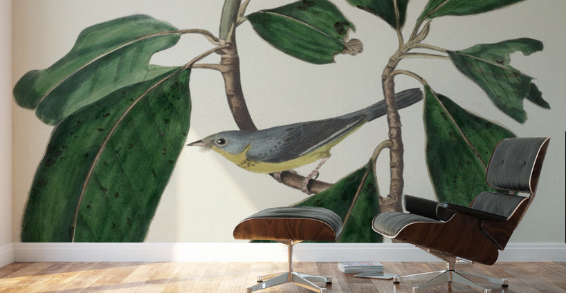 Bonapartes Flycatcher Wall Murals