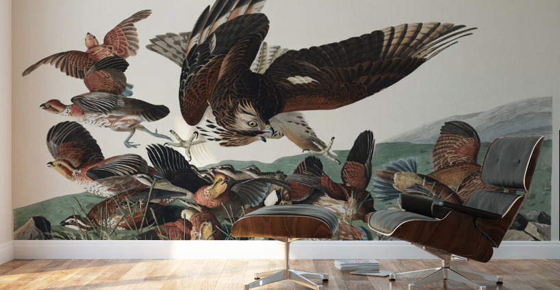 Virginian Partridge Wall Murals