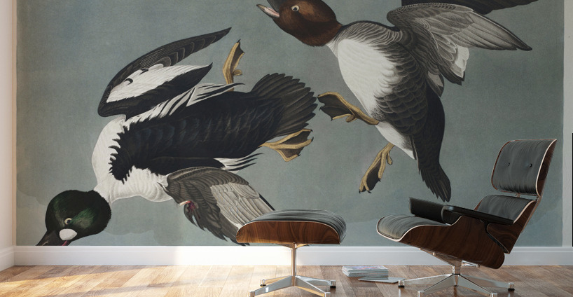 Golden-eye Duck Wall Murals