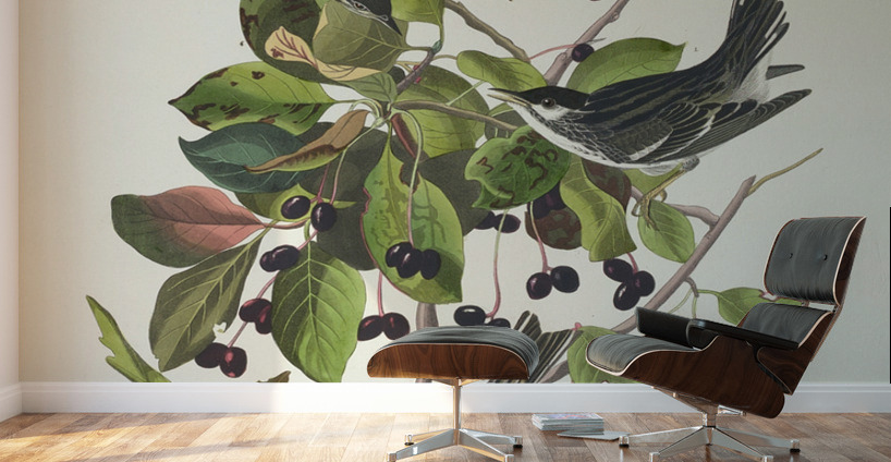 Black-poll Warbler Wall Murals