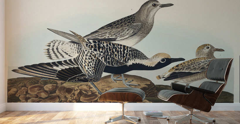 Black-bellied Plover Wall Murals