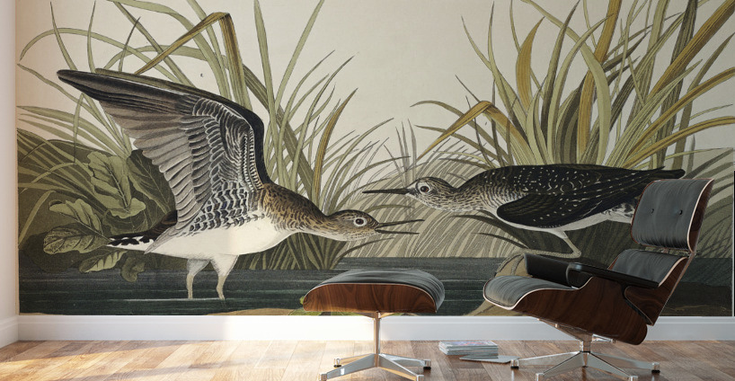 Solitary Sandpiper Wall Murals