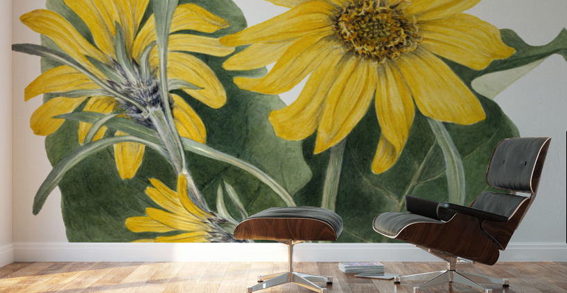 Balsamroot Balsamorhiza sagittata 1923 Wall Murals