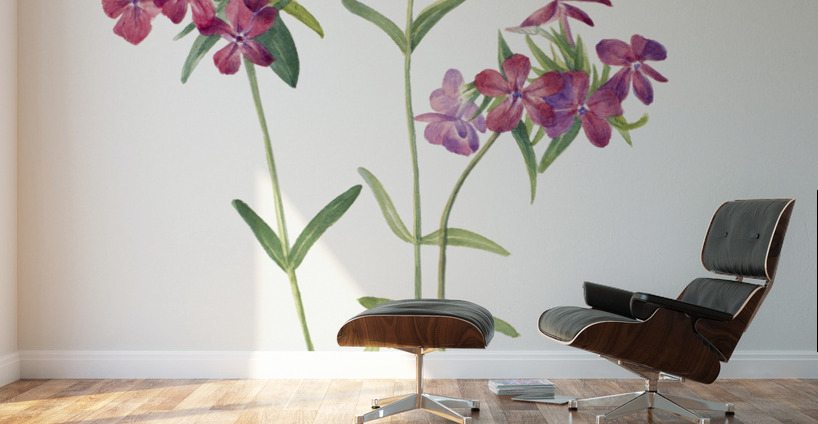 Hairy Phlox Phlox amoena 1930 Wall Murals