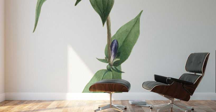 Bottle Gentian Gentiana saponaria 1905 Wall Murals