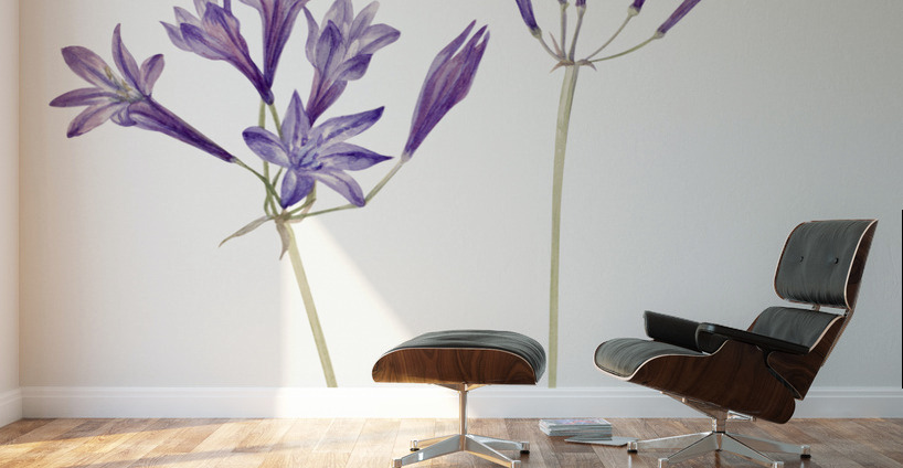 Butterfly Pea Clitoria mariana 1934 Wall Murals