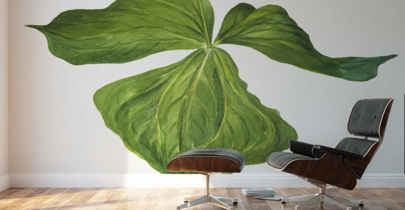 Trillium erectum 1938 Wall Murals