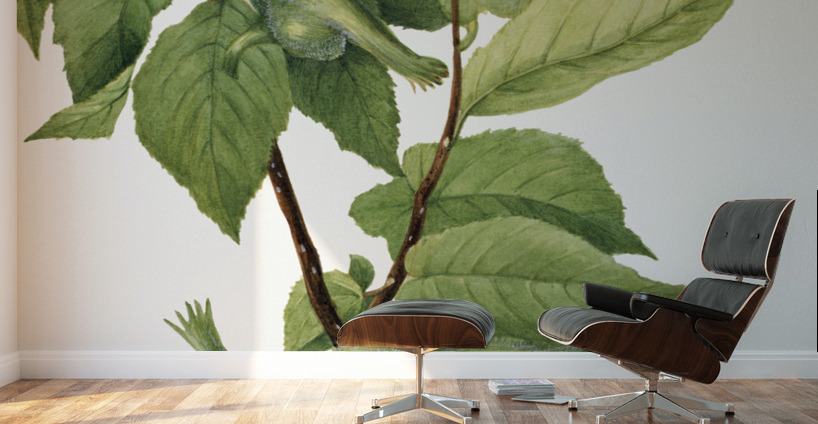 Beaked Hazelnut Corylus rostrata 1932 Wall Murals