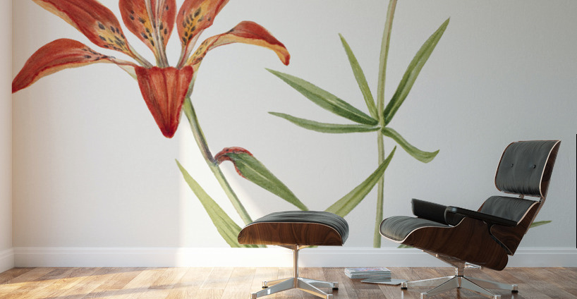 Lily Lilium montanum 1900–1920 Wall Murals