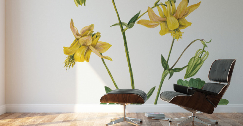 Lemon Columbine Aquilegia flavescens 1925 Wall Murals