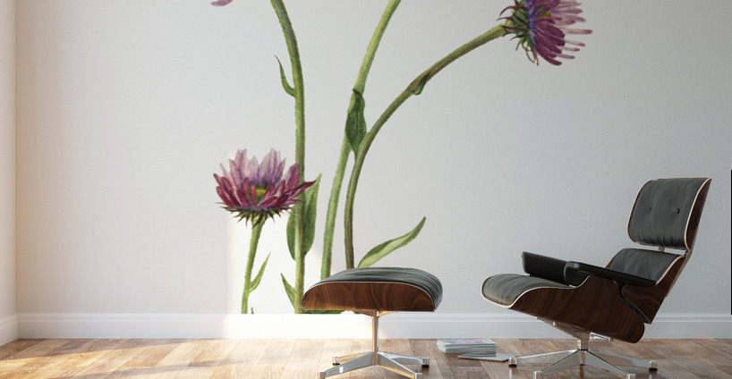 Alaska Fleabane Erigeron salsuginosus 1925 Wall Murals