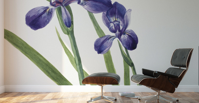 Iris Iris species 1939 Wall Murals