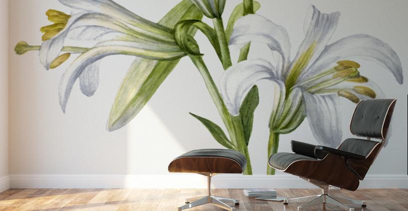Washington Lily Lilium washingtonianum 1933 Wall Murals