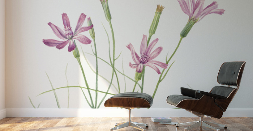 Skeleton Weed Lygodesmia grandiflora 1931 Wall Murals