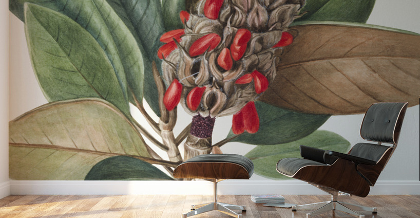 Southern Magnolia Magnolia grandiflora 1923 Wall Murals