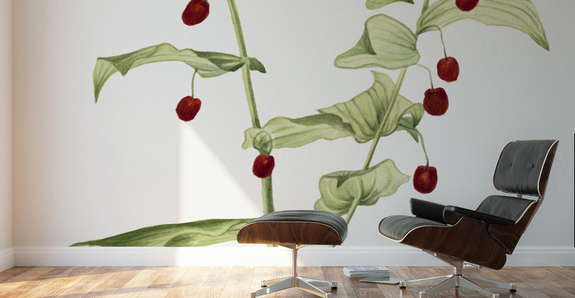 Clasping Twisted Stalk Streptopus amplexifolius 1916 Wall Murals